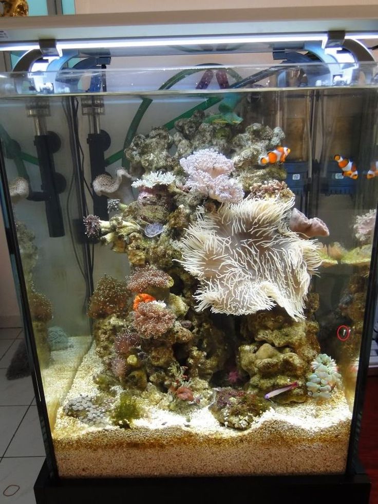 a fish tank filled with lots of different types of corals and sea creatures in it