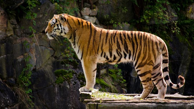 a large tiger standing on top of a wooden platform