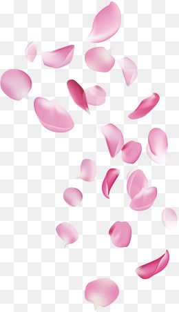 pink petals falling down on the ground, transparent background png and psd files