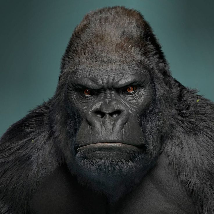 a gorilla looking at the camera with an intense look on his face