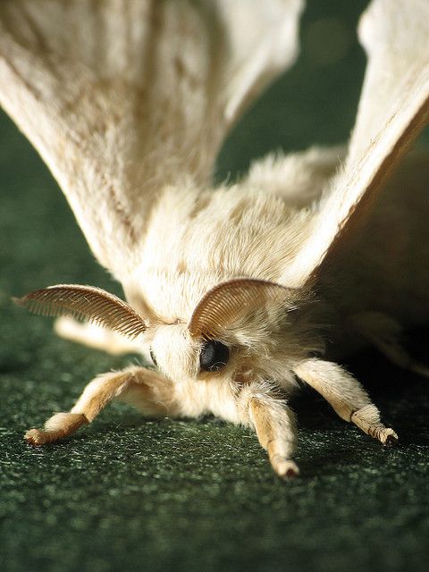 a close up of a white bat on the ground with it's wings spread