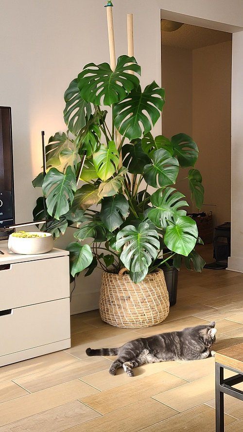 a cat laying on the floor next to a potted plant