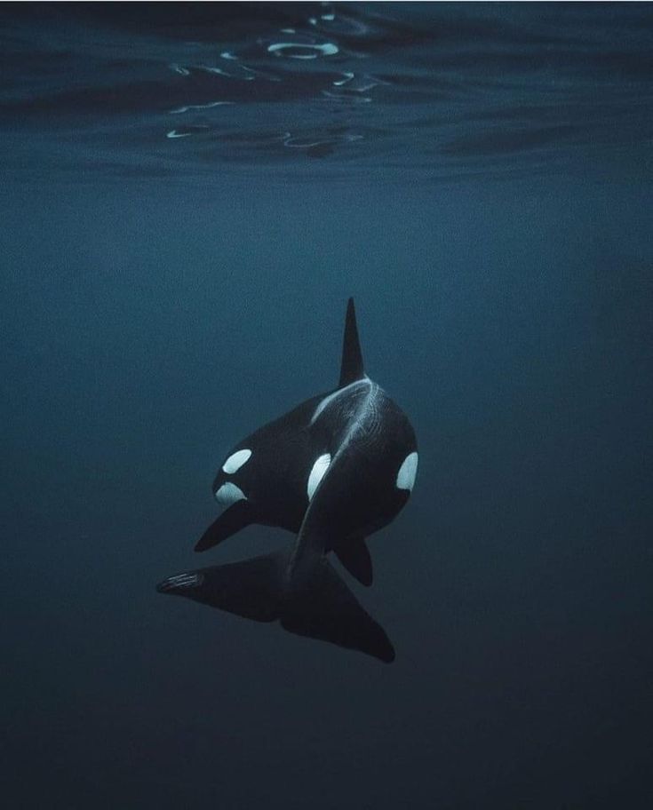 an orca swimming in the ocean with its head above water's surface looking up