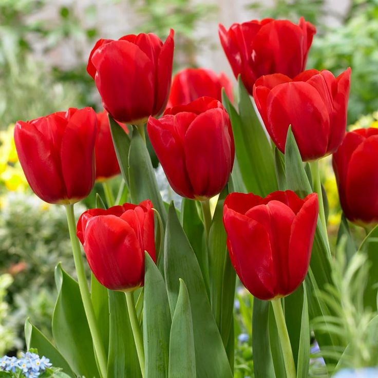 many red tulips are growing in the garden