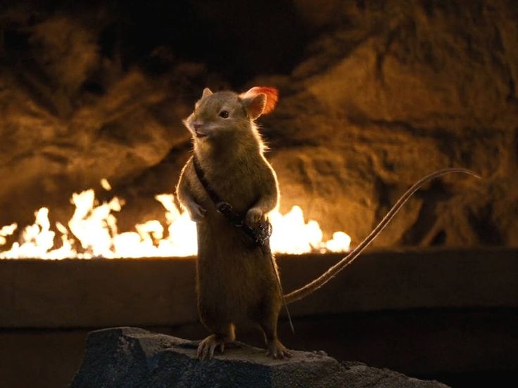 a rat standing on its hind legs in front of a fire