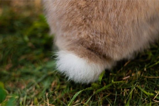 a cat's paw is shown on the grass