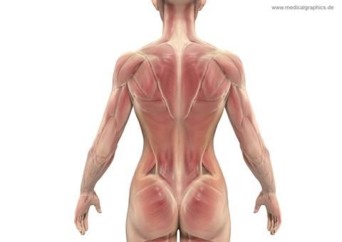 the back view of a woman's muscles is shown in this screenshote