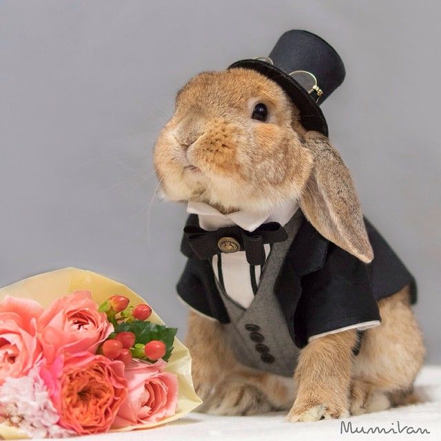 a rabbit dressed up in a tuxedo with flowers