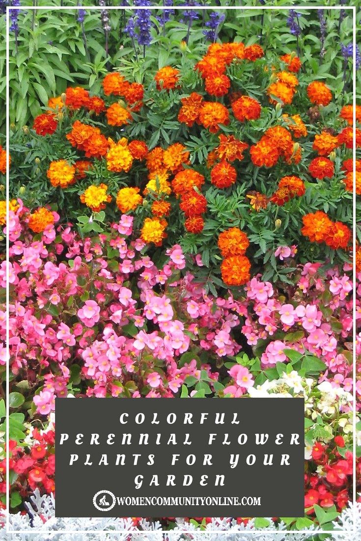 colorful flowers with the words colorful perennial plants for your garden on it's side