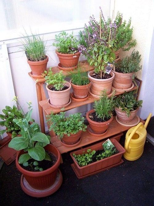 several potted plants are arranged on a shelf