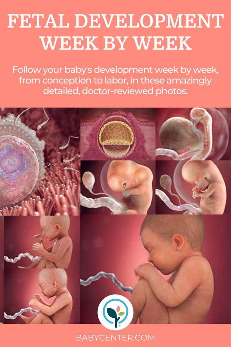 the baby's development week by week poster is shown with pictures of babies in different stages