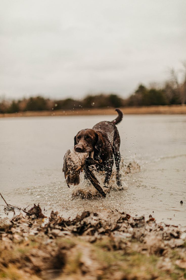 a dog is running through the water with a stick in it's mouth,