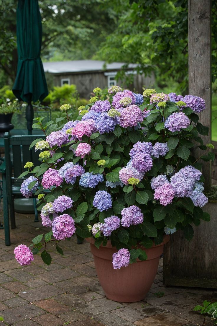 a potted plant with purple and green flowers on the ground next to an umbrella