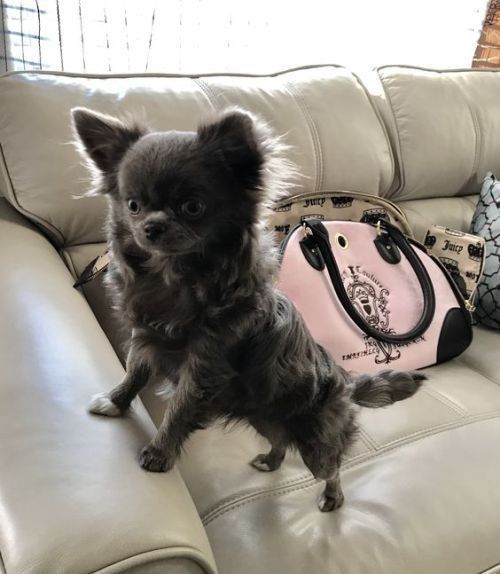 a small black dog standing on top of a couch next to a handbag and purse