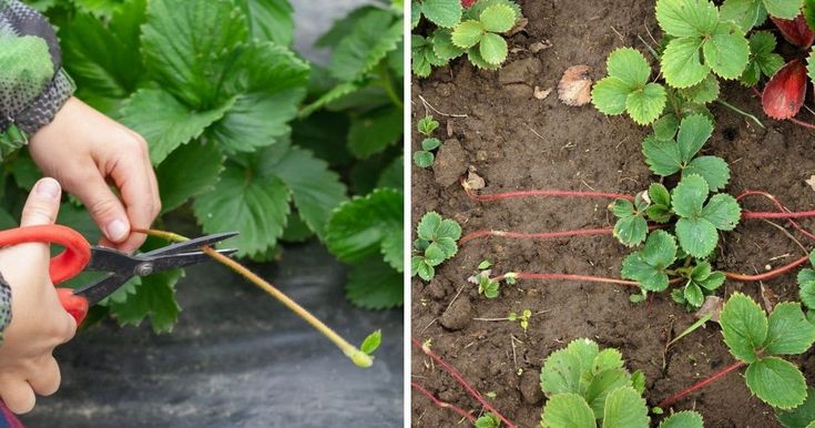 two pictures side by side, one with scissors and the other with strawberries