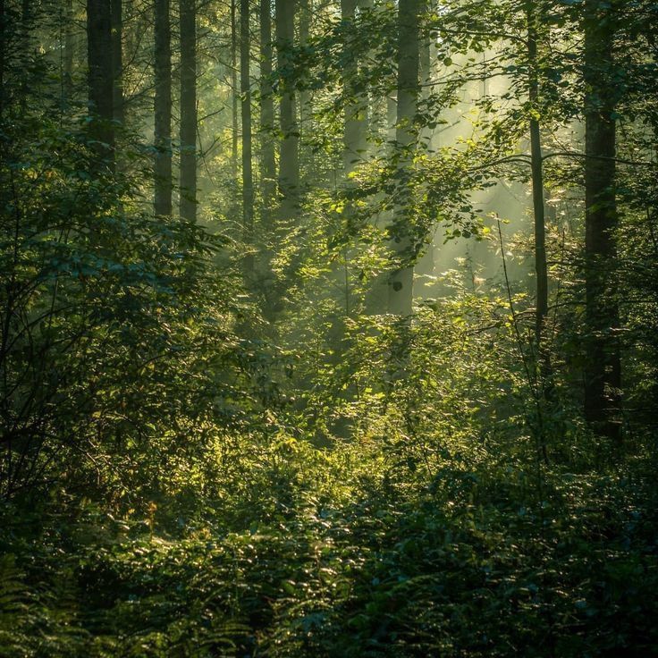 the sun is shining through the trees in the forest