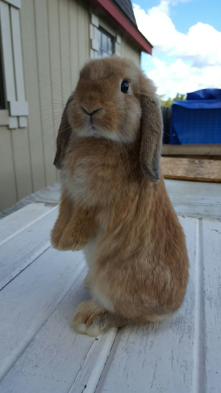 a brown rabbit sitting on top of a wooden floor next to a building and blue trash can