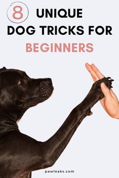 a black dog with its paw in the air and text that reads 8 unique dog tricks for beginners