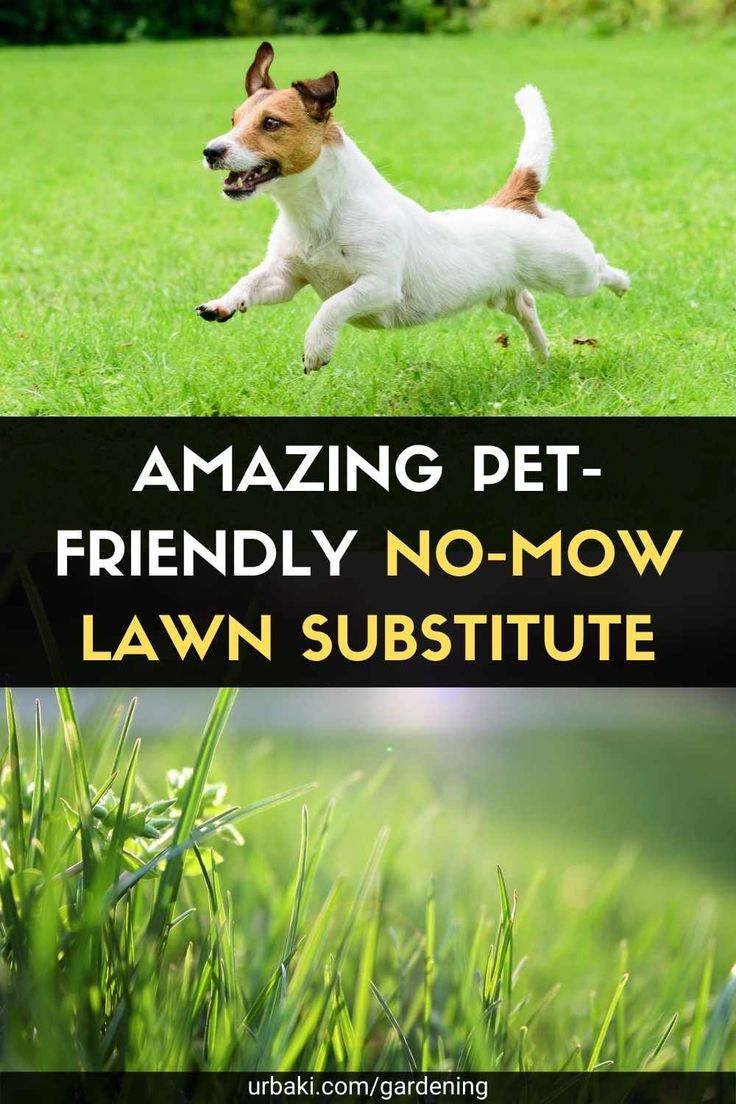 a dog running in the grass with text that reads amazing pet friendly no - mow lawn