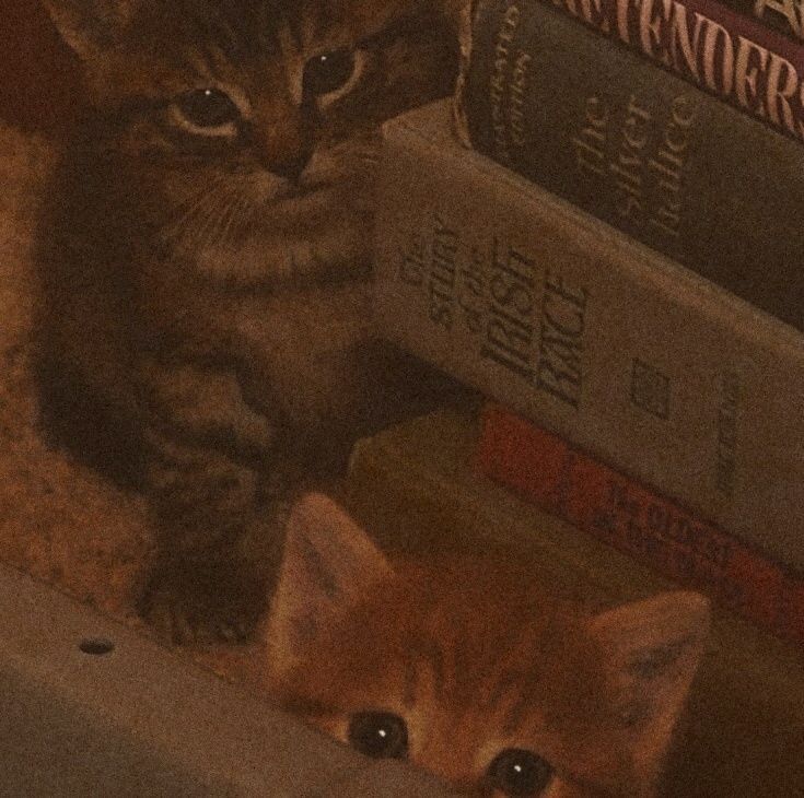 two small kittens sitting next to each other in front of books