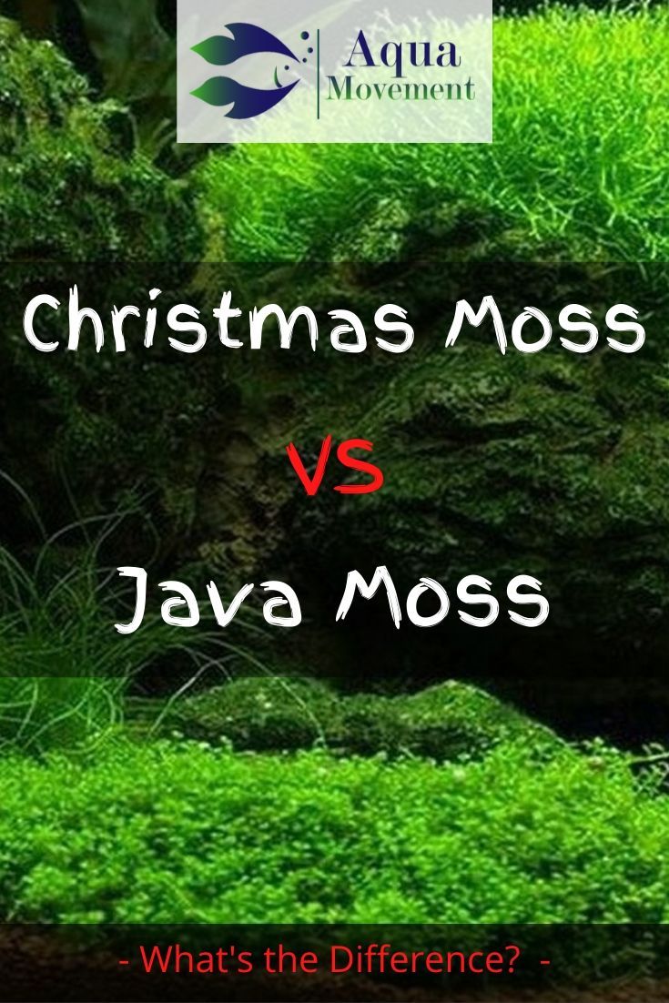 the words christmas moss versus javamoss