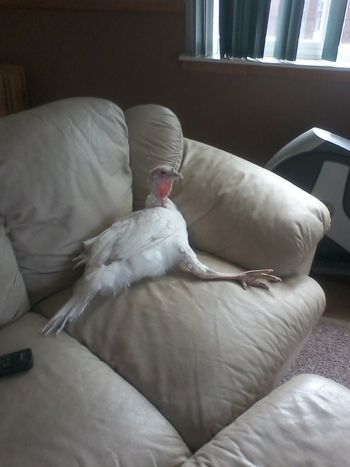 a bird sitting on top of a couch next to a remote control