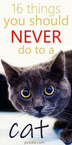 a gray cat with yellow eyes and the words 16 things you should never do to a cat