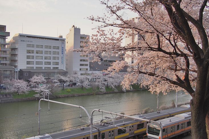 a train traveling down tracks next to a body of water with cherry blossom trees in the foreground