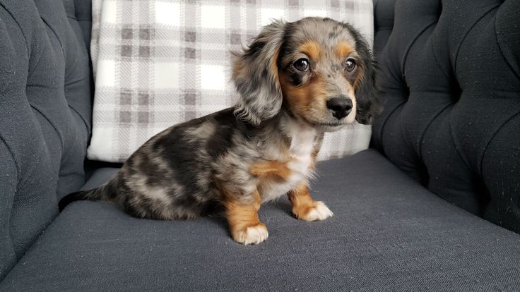 a small dog sitting on top of a gray couch