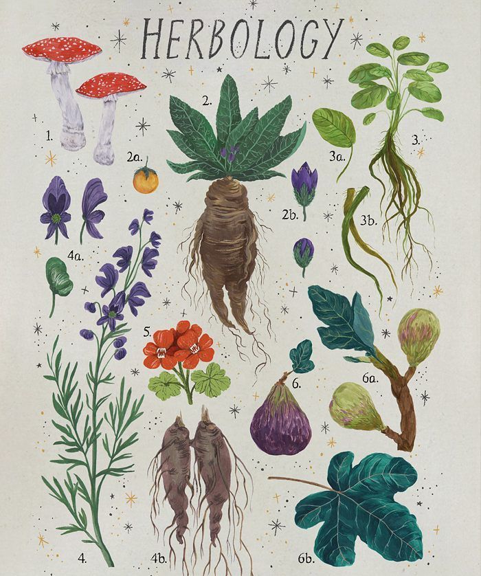 an illustration shows the various plants and flowers that grow in herbology, including carrots,