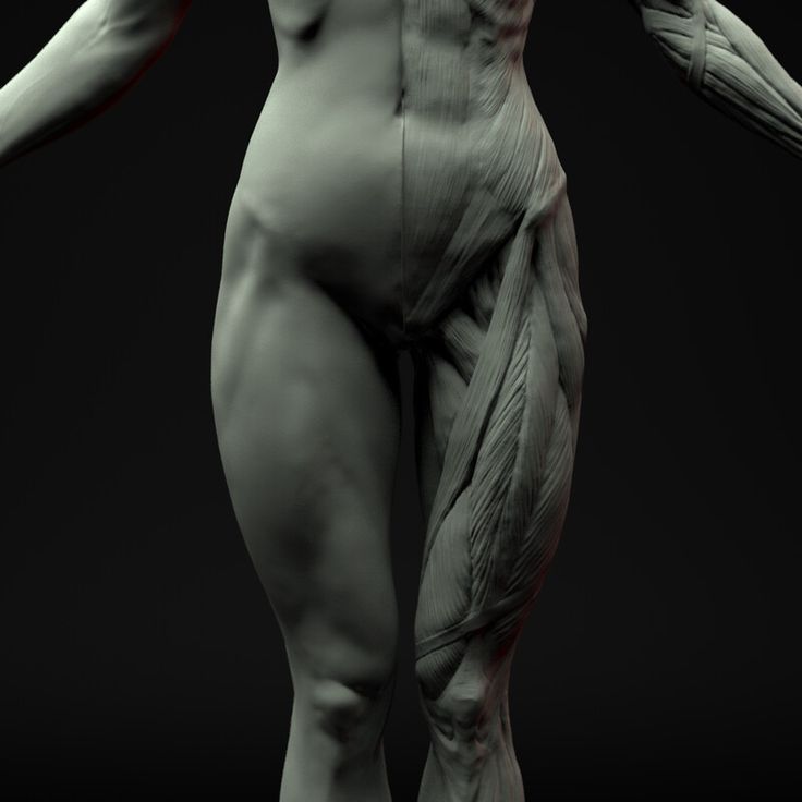 an image of a female body with muscles exposed