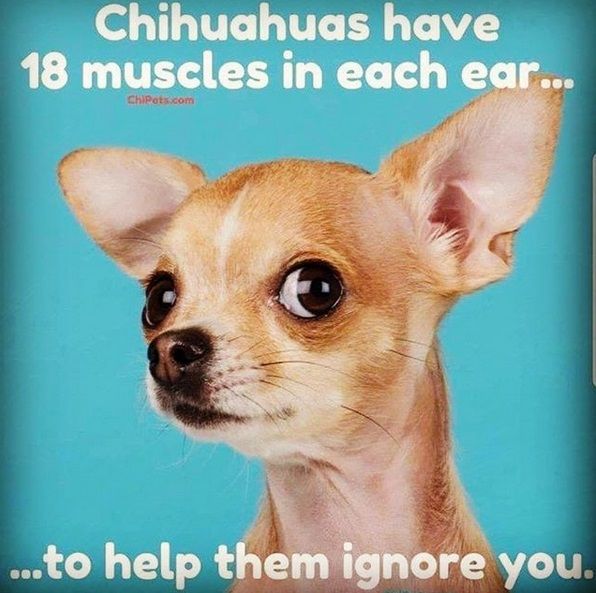 15 Funny Chihuahua Memes That Will Make Your Day! | The Paws Chihuahua Quotes, Chihuahua Facts, Chihuahua Training, Dog Minding, Chihuahua Mom, Chihuahua Funny, Easiest Dogs To Train, Cute Chihuahua, Best Dog Training