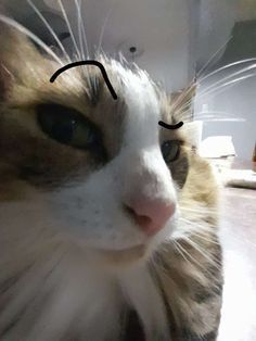 a cat with a black line drawn on it's face