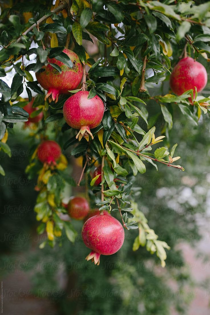 pomegranates hanging from the branches of a tree