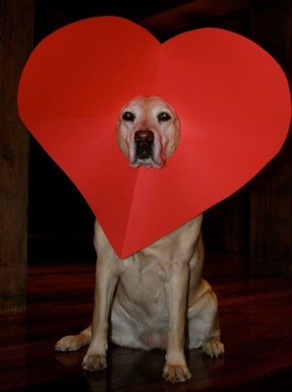 a dog with a heart shaped paper on its head