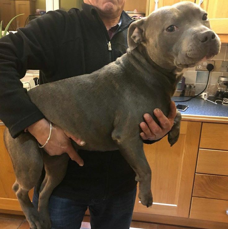 a man holding a dog in his arms while standing next to a kitchen counter top