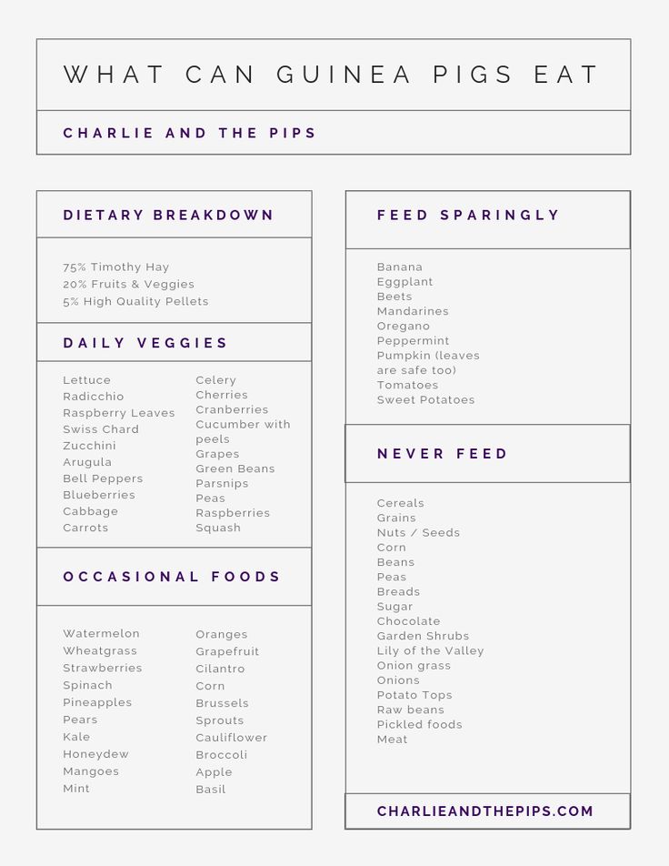 what can guinea pigs eat? chart with text overlaying the food and drink list