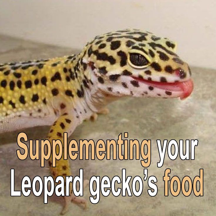 a leopard gecko with its mouth open and the caption says, supplementing your leopard gecko's food