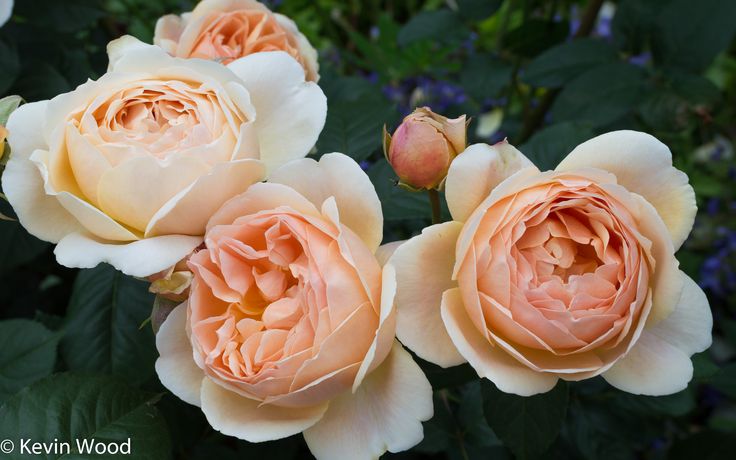 three peach colored roses blooming in the garden