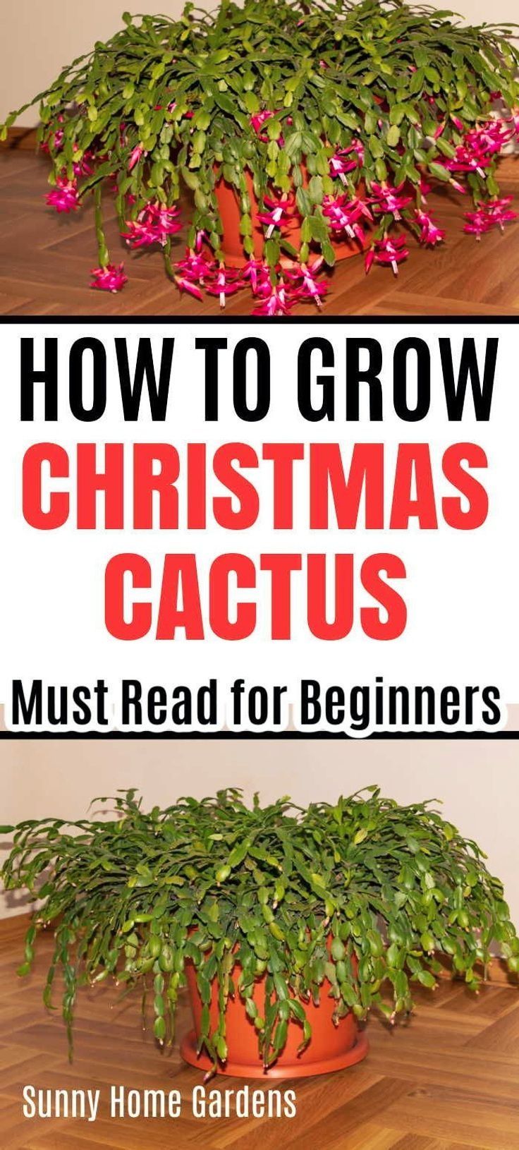 how to grow christmas cactis for beginners in the suny home gardens