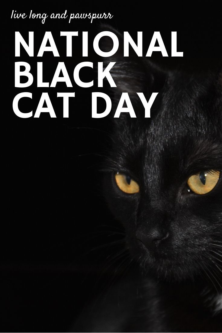 a black cat with the words national black cat day on it's front cover