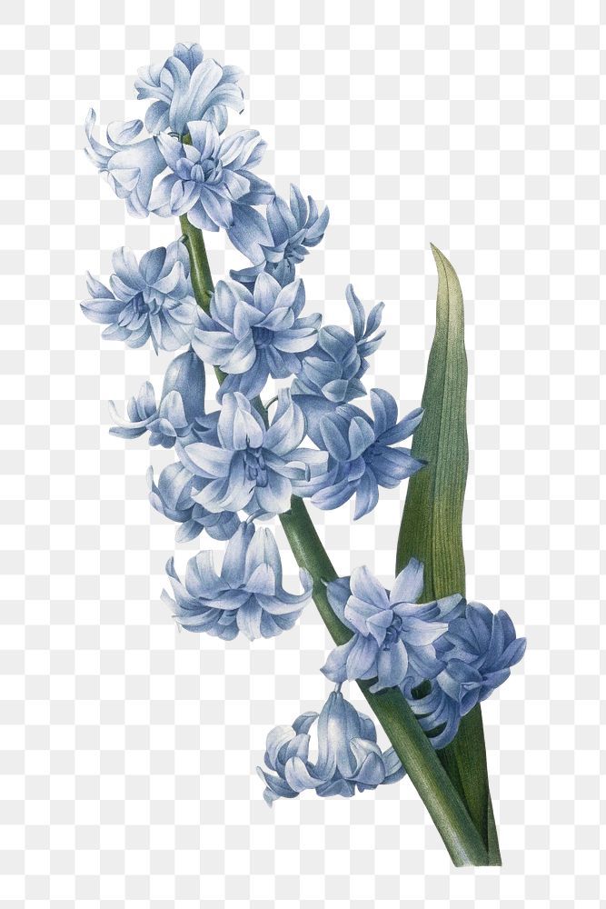 blue flowers on a white background with green stems and leaves in the foreground png