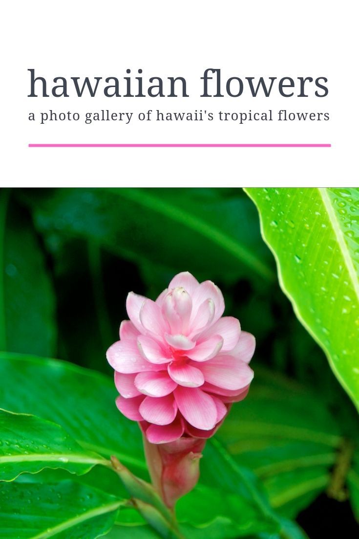 a pink flower sitting on top of a lush green leaf covered field with the words hawaiian flowers