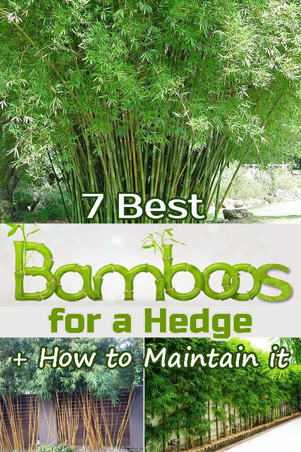 bamboo trees with text overlay that says 7 best bamboos for a hedge and how to maintain it