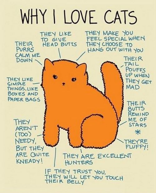 an orange cat with the words why i love cats on it's back side