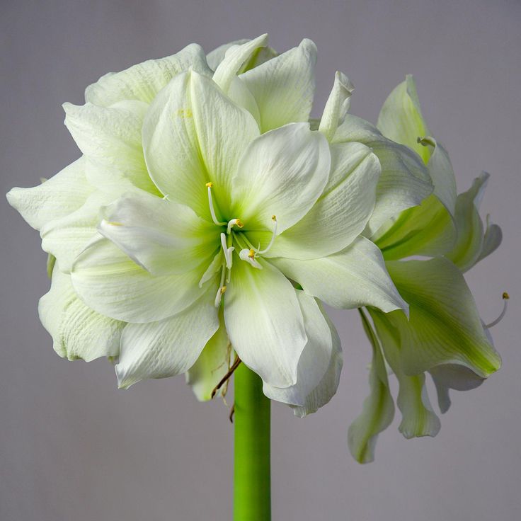 Amaryllis Bulbs | Amaryllis Marilyn | For Sale Amaryllis Plant, Amaryllis Flowers, Amaryllis Bulbs, Plant Supplies, Green Flowers, Pretty Flowers, Spring Flowers, Garden Plants, Perennials