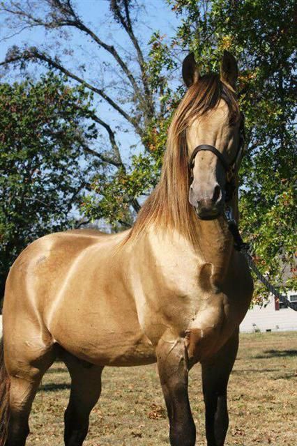 a brown horse standing on top of a grass covered field next to a lush green tree