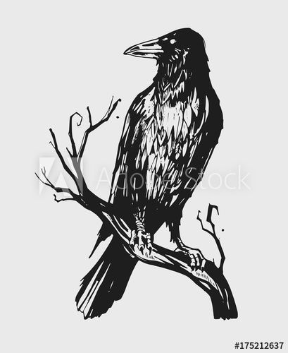 a black crow sitting on a tree branch with branches in the foreground, hand drawn