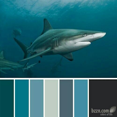 a shark swimming in the ocean with blue and gray color palettes on it's side