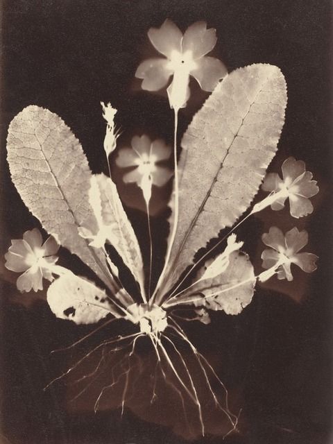 a black and white photo of some flowers